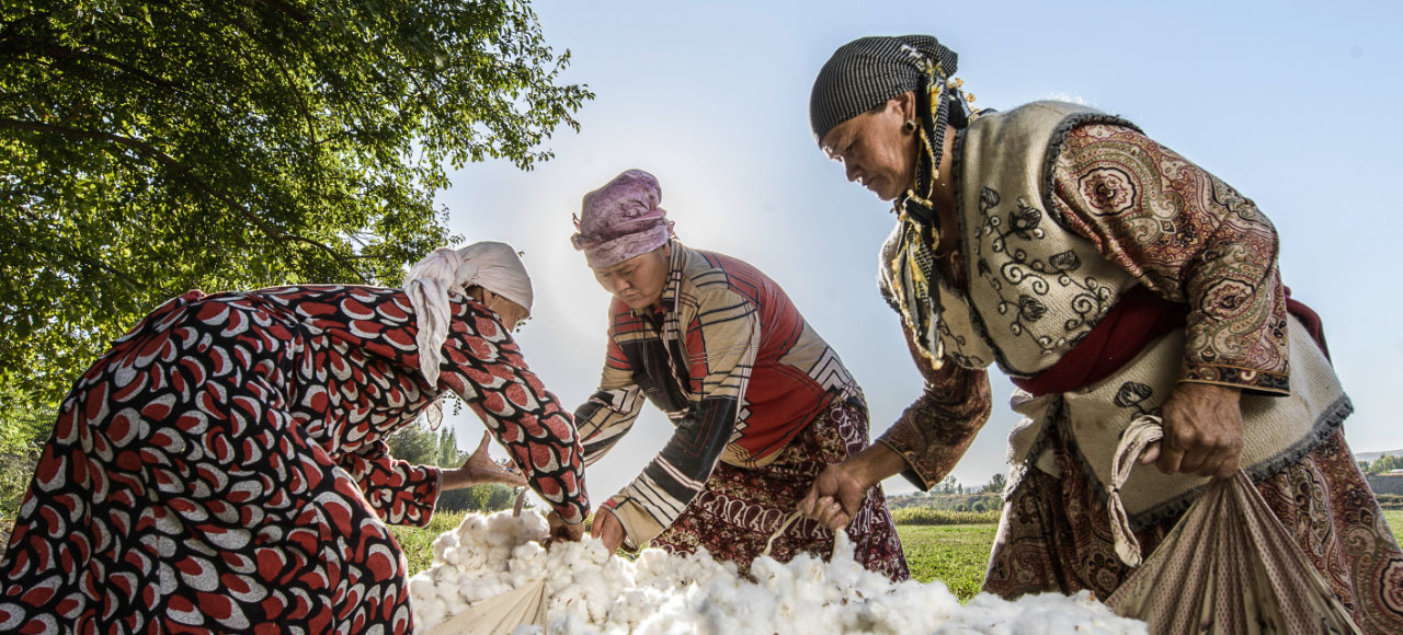 Ernte der Bio Baumwolle aus eigenem Cotonea Tair Trade Projekt in Kirgistan