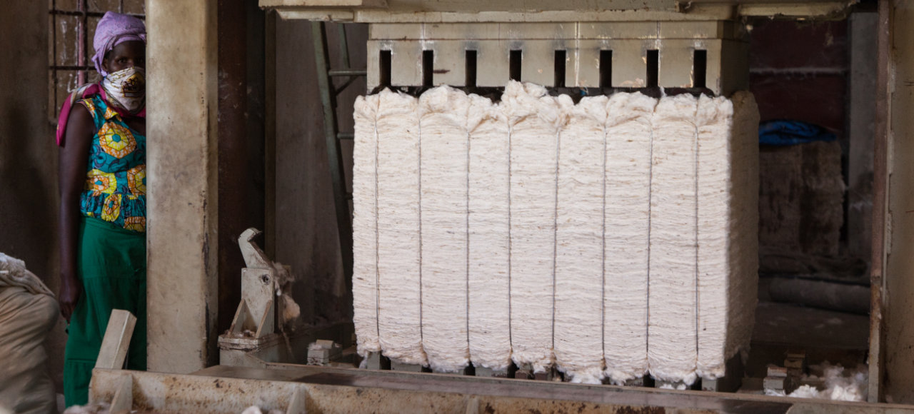 Pressen der entkörnten Cotonea Bio Baumwolle zu großen Ballen zum Weitertransport