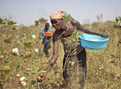 Intelligente Bewässerung von Bio-Baumwolle verbaucht wernig Wasser Cotonea News