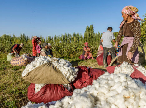 Cotonea News - Kirgistans Landwirtschaft wird 100 Prozent biologisch bis 2028