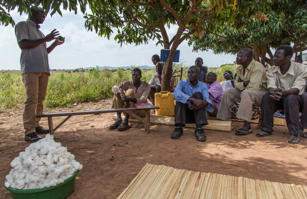 Bio-Baumwollfarmer in Uganda unter dem Mangobaum