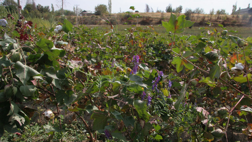 Cotonea Bio Baumwollfeld aus Anbauprojekt mit Unkraut als nützlicher Lebensraum