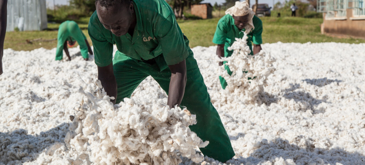 Bio Baumwolle aus Uganda aus eigenen Cotonea Projekten mit Partner GADC vor Ort