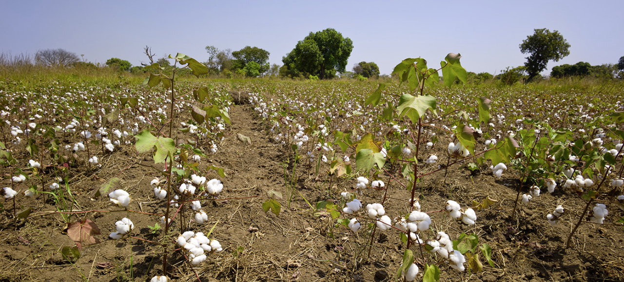Feld in Uganda mit Bio Baumwolle aus Cotonea Anbauprojekt