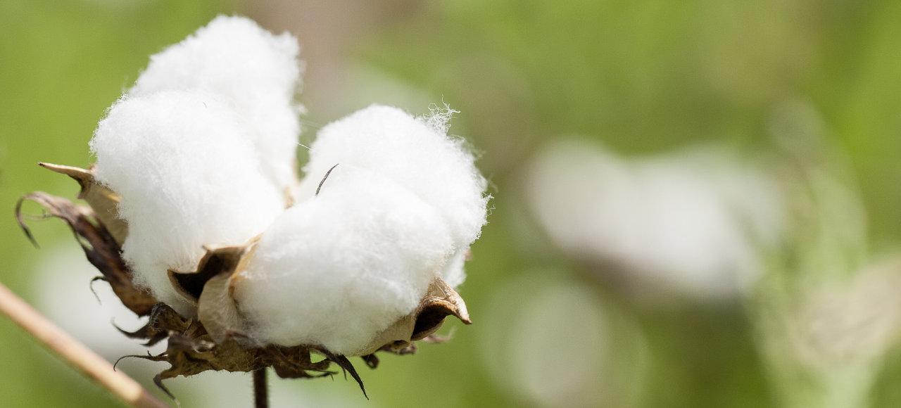 Erblüte Knospe der Cotonea Bio Baumwolle aus eigenen Anbauprojekten
