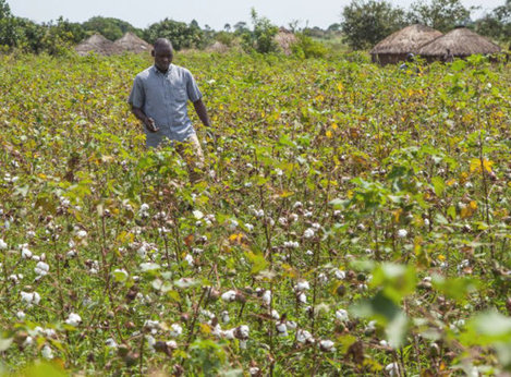 Farmer in Uganda auf seinem Bio-Baumwoll-Feld ohne Glyphosat