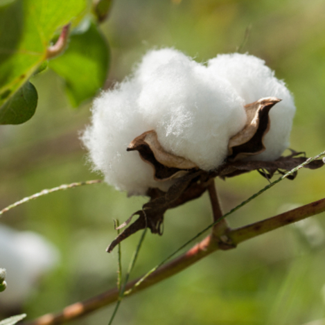 Cotonea setzt einen neuen Maßstab bei der Umweltbilanzierung