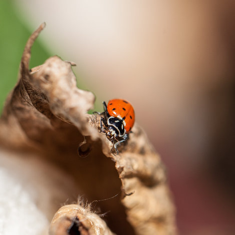 Marienkäfer auf dem Blatt einer Baumwollpflanze