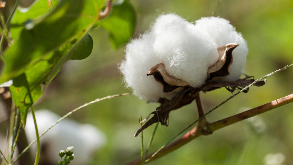 Cotonea setzt einen neuen Maßstab bei der Umweltbilanzierung