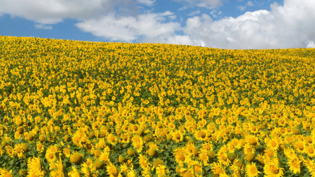 Fotografie Sonnenblumenfeld von Annemarie Schaepman