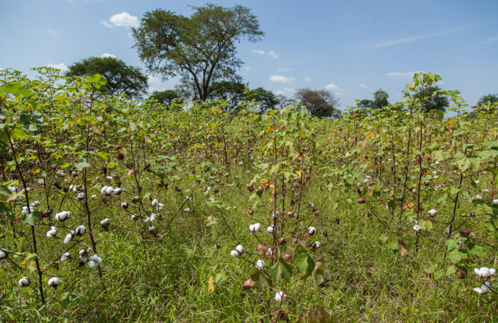 Homo non sapiens und die Artenvielfalt