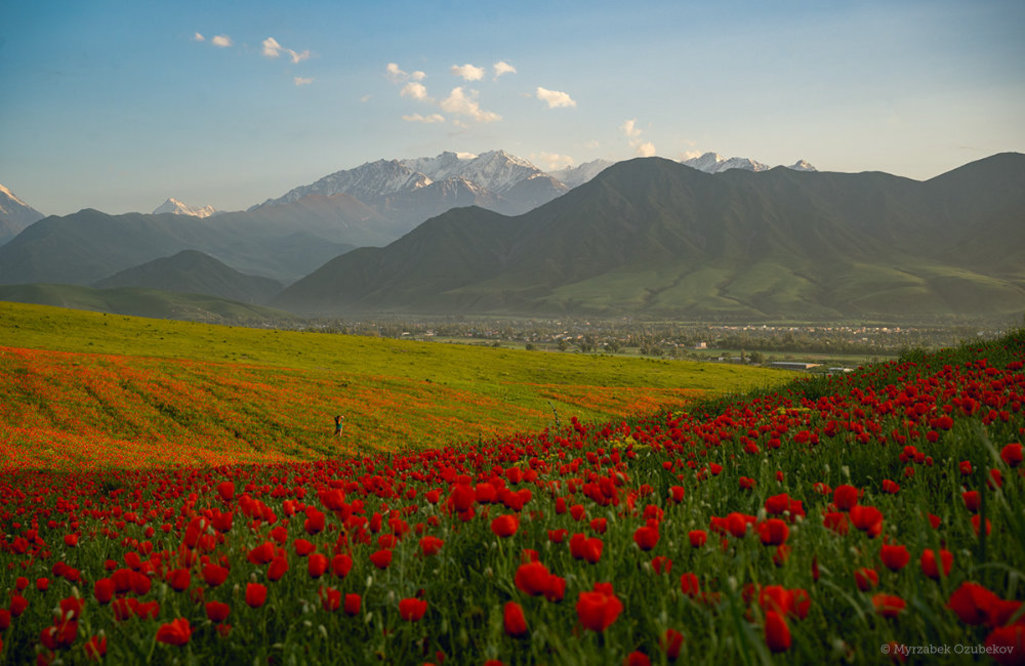 Poppy fields in Kyrgyzstan Photographer Myrzabek Ozubekov