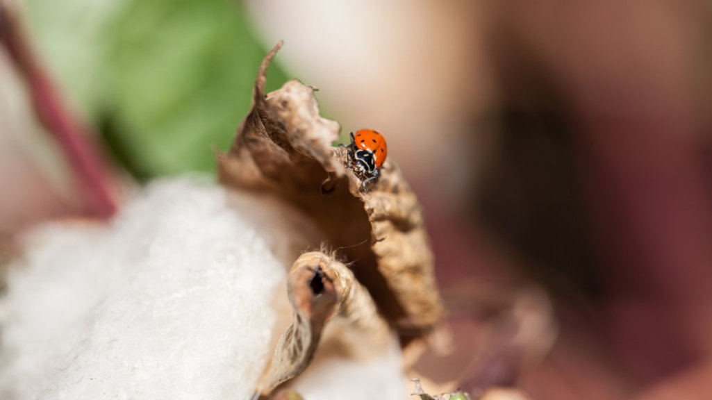 Marienkäfer auf dem Blatt einer Bio-Baumwollpflanze